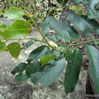 Diospyros malabarica (Desr.) Kostel.